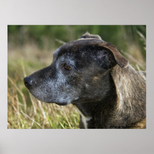 Poster American Staffordshire Terrier Prints