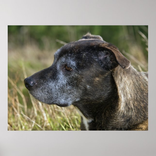 Poster American Staffordshire Terrier Prints (Devant)
