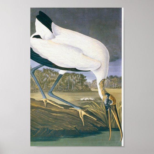 Poster American Stork par John James Audubon (Devant)