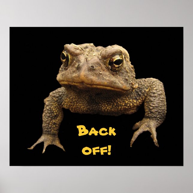 Poster American Toad (Devant)
