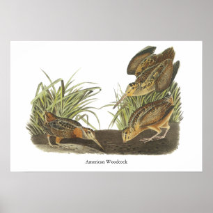 Poster American Woodcock, John Audubon Imprimer