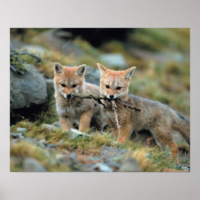 Poster Amérique du Sud, Chili, Torres del Paine National (Devant)