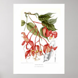 Poster Amherstia nobilis