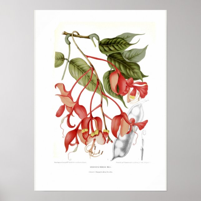 Poster Amherstia nobilis (Devant)