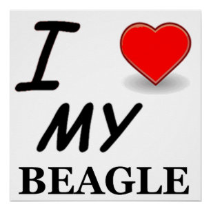 Poster Amour beagle