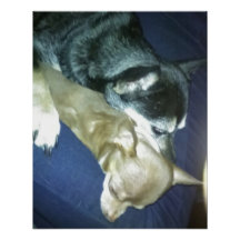 Amour de chiots