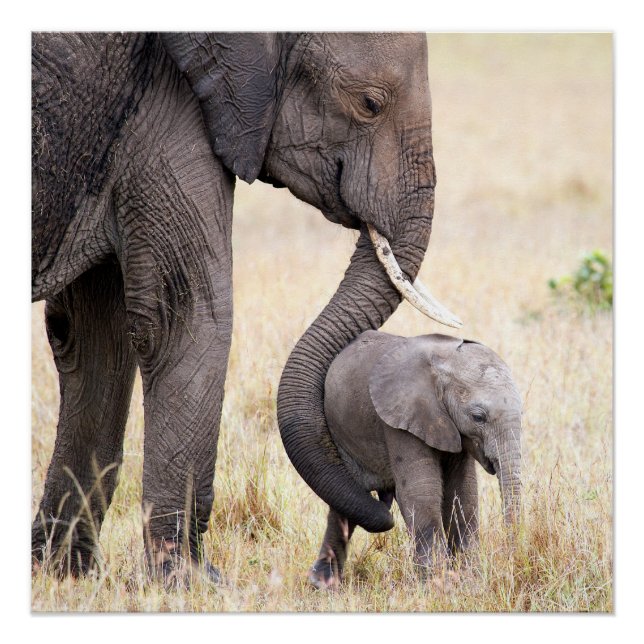 Poster Amour maternel (Devant)