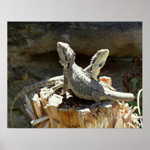 Poster Amphion et Zéthus