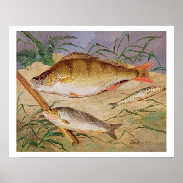 Poster An Angler's Catch of Coarse Fish (oil on panel) (Devant)