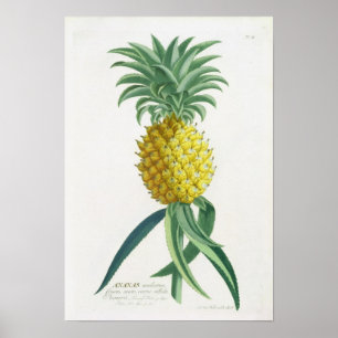 Poster Ananas gravé par Johann Jakob Haid (1704-67)