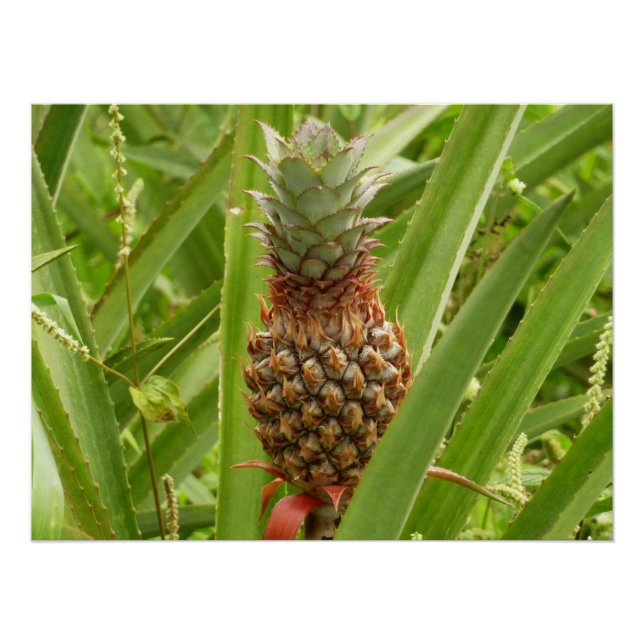 Poster Ananas sauvage Fruit tropical dans la nature (Devant)
