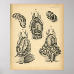 Poster Anatomie abdominale de cheval 1908 copies vintages