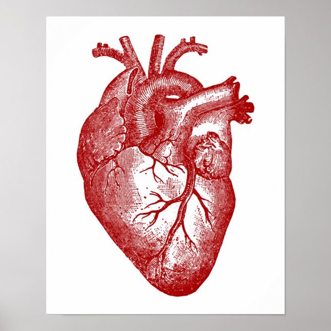Poster Anatomie cardiaque vintage (Devant)