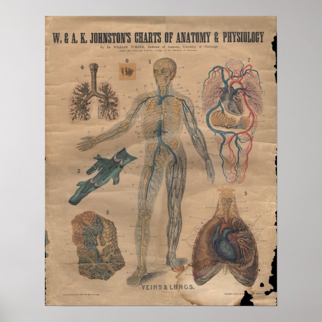 Poster Anatomie circulatoire des veines vintages Graphiqu (Devant)