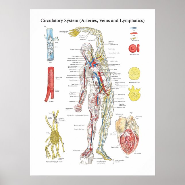 Poster Anatomie Circulatoire Graphique Artères Veines Lym (Devant)
