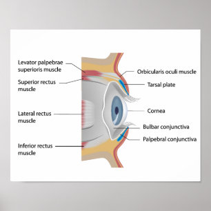 Poster anatomie conjunctiva des yeux
