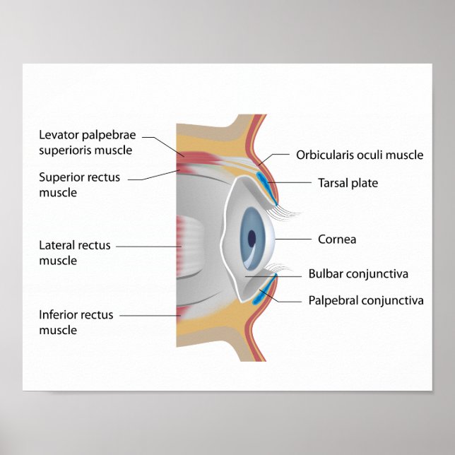 Poster anatomie conjunctiva des yeux (Devant)