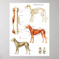 Poster anatomie de chien Muscles et os 18 X 24