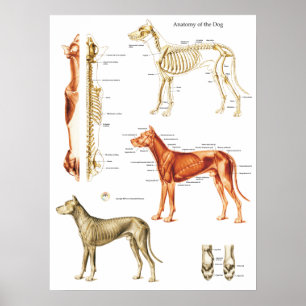 Poster anatomie de chien Muscles et os 18 X 24
