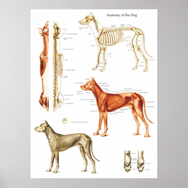 Poster anatomie de chien Muscles et os 18 X 24 (Devant)