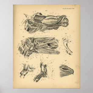 Poster Anatomie de la mâchoire de cheval 1908 Imprimer Vi