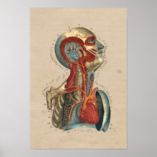 Poster Anatomie de la tête cardiaque humaine 1841 Imprime