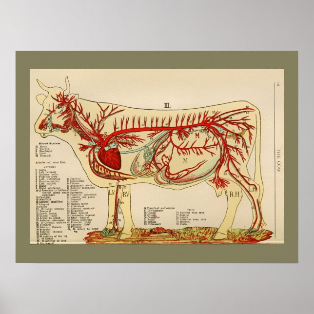 Poster Anatomie de l'artère de la vache Vintage 1917 (Devant)