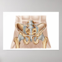 Anatomie De L'Os Pelvique Humain Et Ligaments