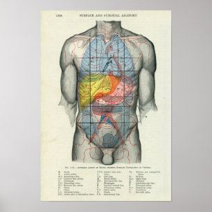 Poster Anatomie de surface humaine liée aux organes