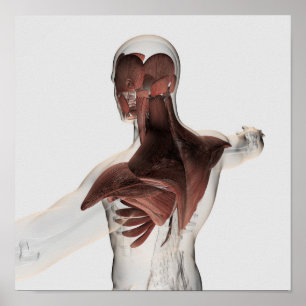 Poster Anatomie Des Muscles Masculins Dans Le Corps Supér