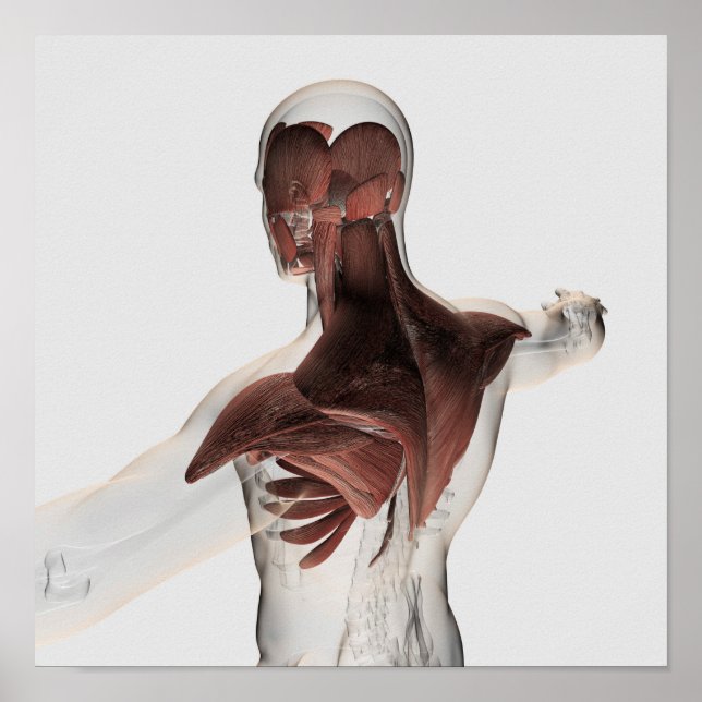 Poster Anatomie Des Muscles Masculins Dans Le Corps Supér (Devant)