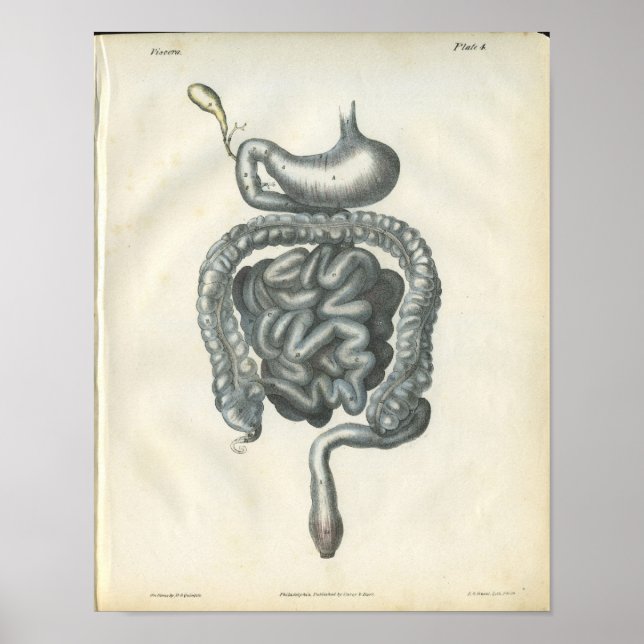 Poster Anatomie des organes abdominaux Imprimer (Devant)