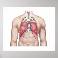 Anatomie Des Poumons Humains En Situ