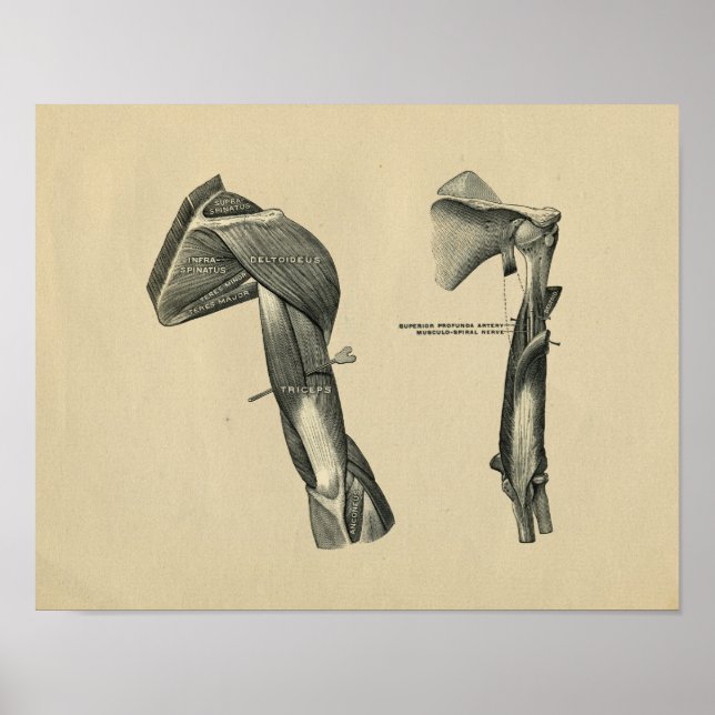 Poster Anatomie du bras de l'épaule humaine 1902 Impressi (Devant)