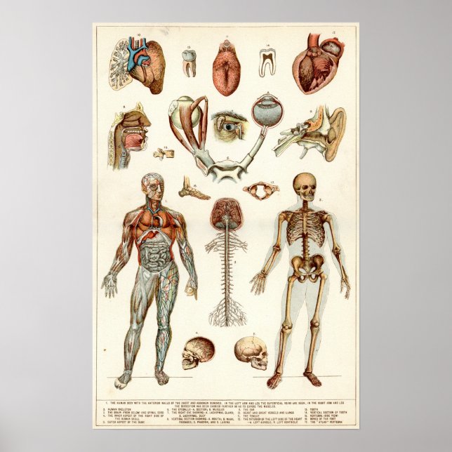 Poster Anatomie du corps humain (Devant)