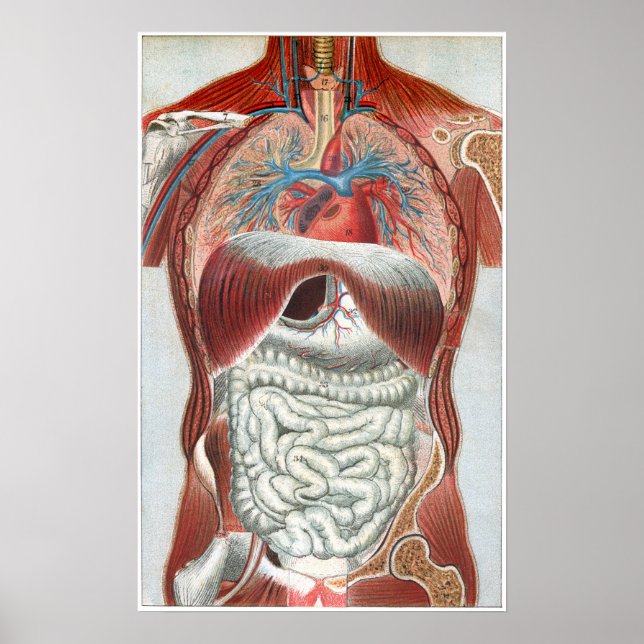 Poster Anatomie du corps humain (Devant)