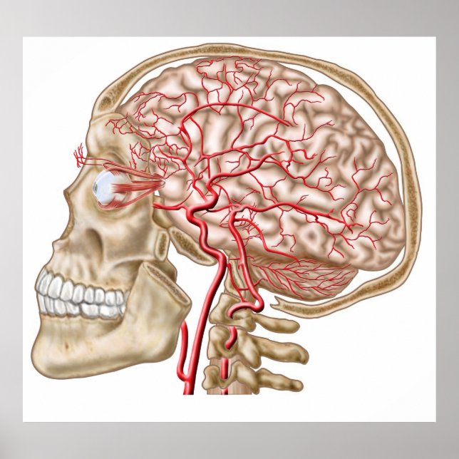 Poster Anatomie Du Crâne Humain, De L'Eyeball Et Des Artè (Devant)