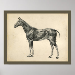 Poster Anatomie du muscle vétérinaire du cheval vintage I
