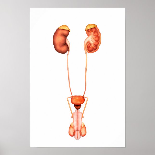 Poster Anatomie Du Système Urinaire Homme Humain, Vue Ava (Devant)
