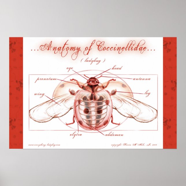 Poster Anatomie d'une coccinelle (Coccinellidae) (Devant)