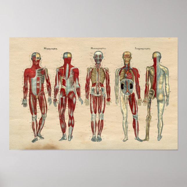 Poster Anatomie humaine 1841 Imprimer Muscles Nerves (Devant)