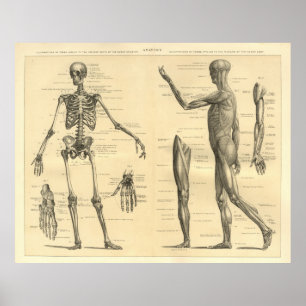 Poster Anatomie humaine Squelette et muscles du corps
