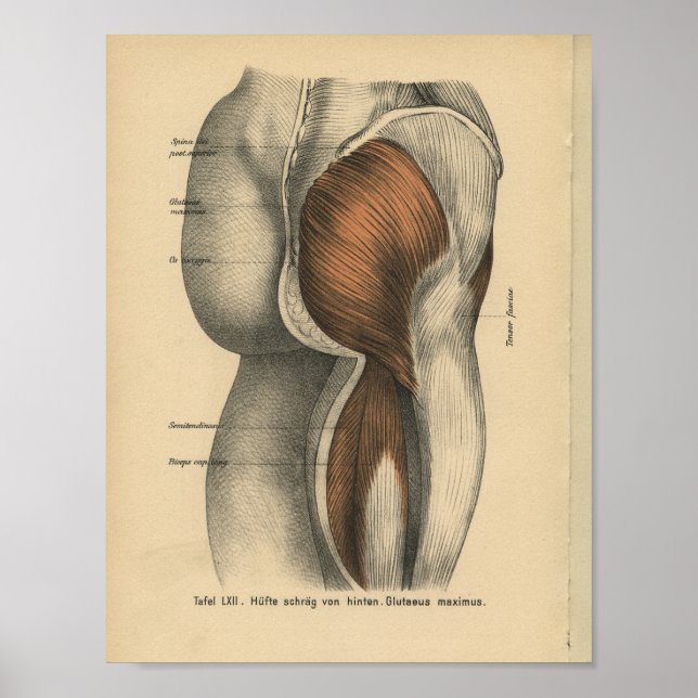 Poster Anatomie humaine vintage Imprimer Hip Leg Muscles (Devant)