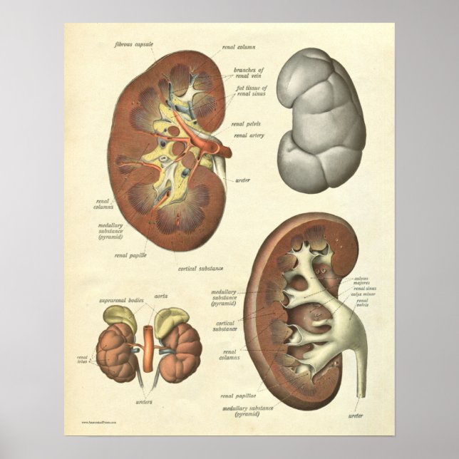 Poster Anatomie humaine vintage Imprimer le rein (Devant)