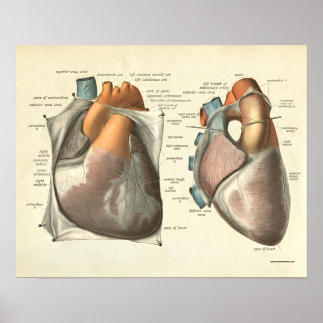 Poster Anatomie humaine vintage Imprimer Muscles du coeur (Devant)