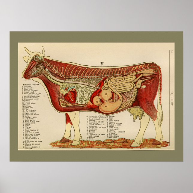 Poster Anatomie interne de la vache Vintage 1917 (Devant)