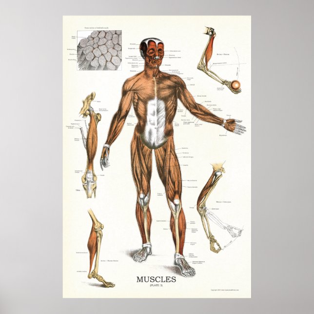 Poster anatomie musculaire 24 X 36 (Devant)