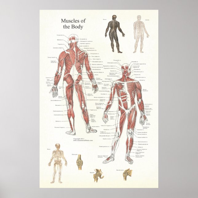 Poster anatomie musculaire - Antérieur et postérie (Devant)