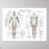 Poster anatomie musculaire Antérieur et postérieur