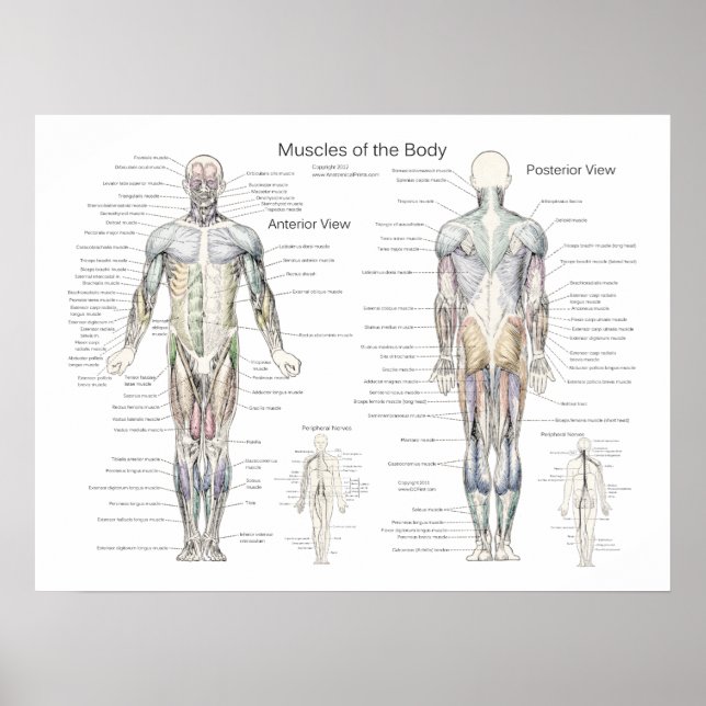 Poster anatomie musculaire Antérieur et postérieur (Devant)